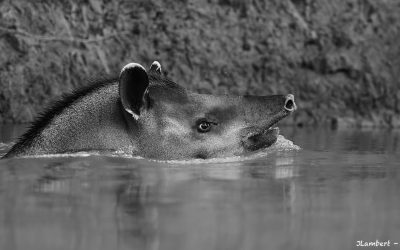 Tapir